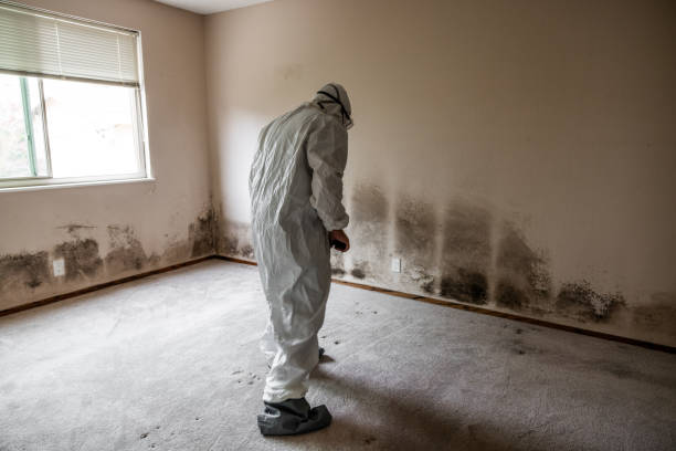 Why You Should Choose Our Mold Remediation Services in Dallesport, WA